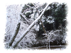 040119大雪の金剛山 - 13