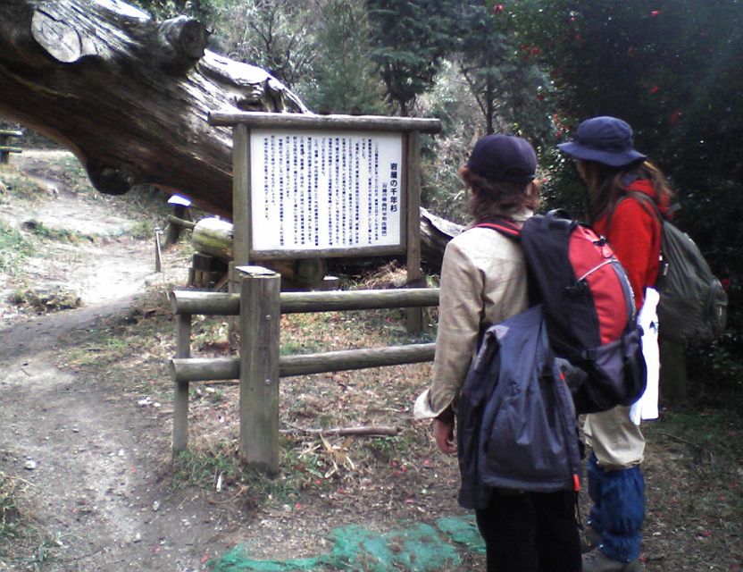 岩屋の千年杉